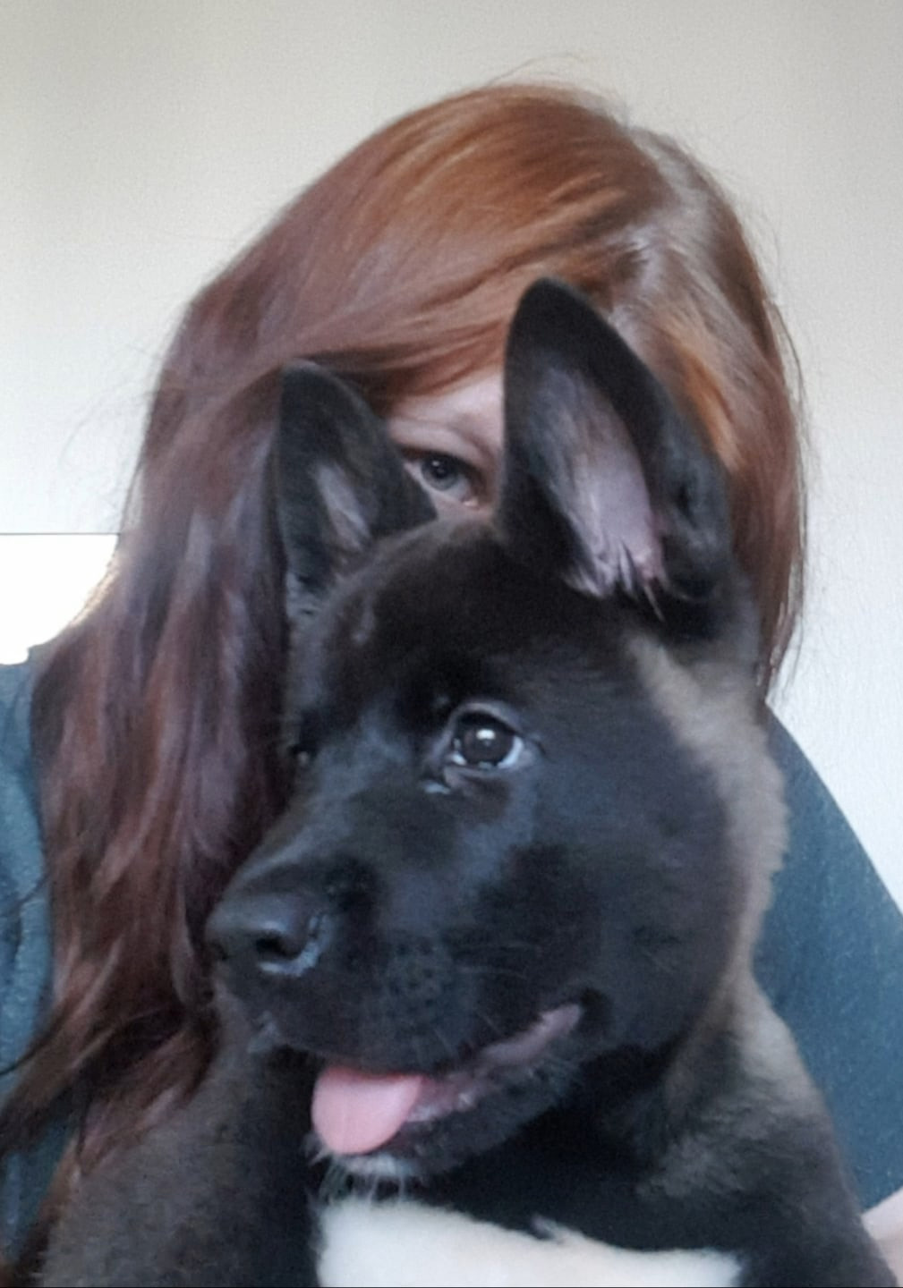 Американская акита питомник RUBYLIGHT. Американская акита I Сиба ину I Питомник RUBYLIGHT