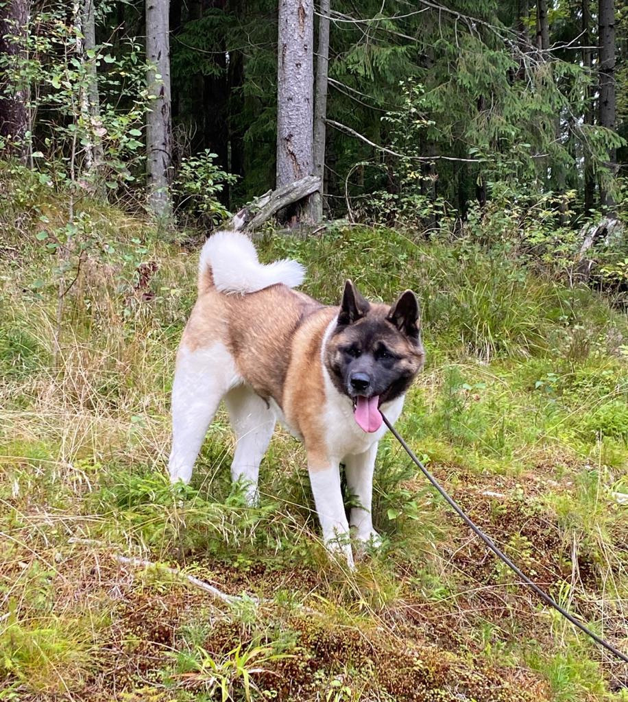 Американская акита питомник RUBYLIGHT. Американская акита I Сиба ину I Питомник RUBYLIGHT