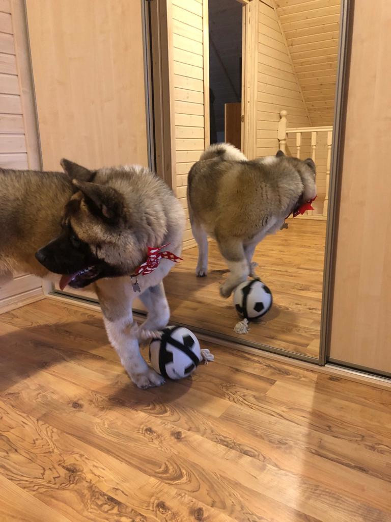 RUBYLIGHT BISHAMON * Тиль. AMERICAN AKITA RUBYLIGHT KENNEL I SHIBA-INU