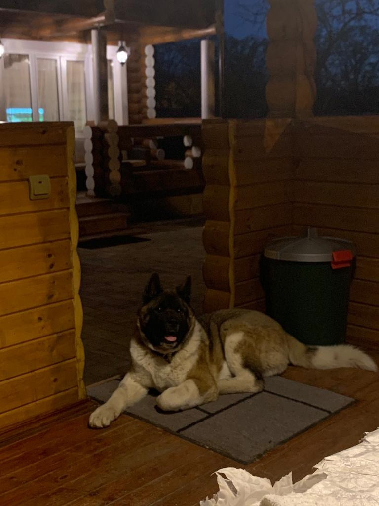 Американская акита питомник RUBYLIGHT. Американская акита I Сиба ину I Питомник RUBYLIGHT