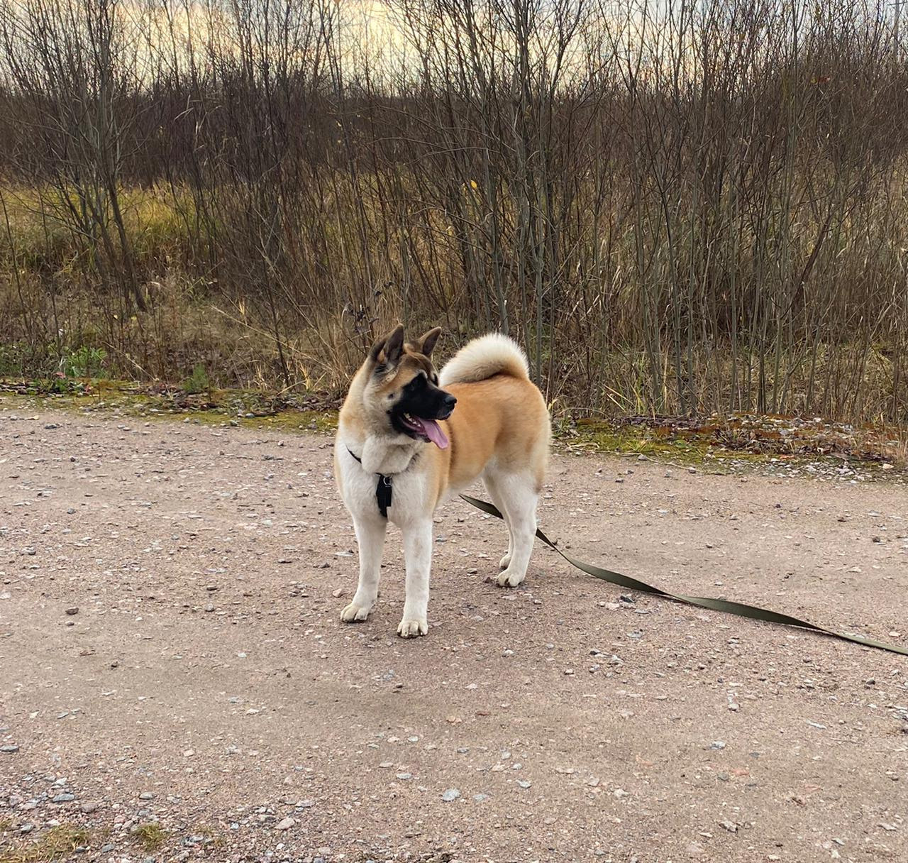 RUBYLIGHT GARMONIA * Гаара. AMERICAN AKITA RUBYLIGHT KENNEL I SHIBA-INU