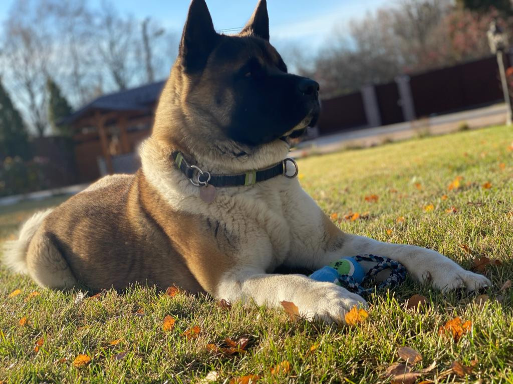 Американская акита питомник RUBYLIGHT. Американская акита I Сиба ину I Питомник RUBYLIGHT