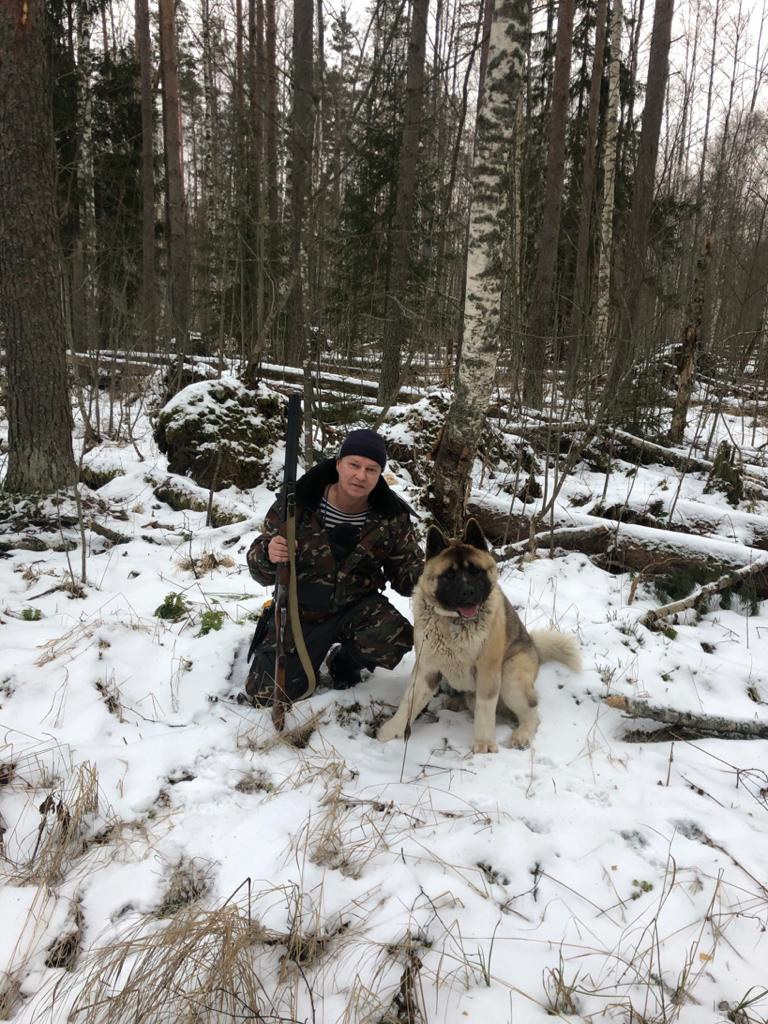 RUBYLIGHT BISHAMON * Тиль. AMERICAN AKITA RUBYLIGHT KENNEL I SHIBA-INU