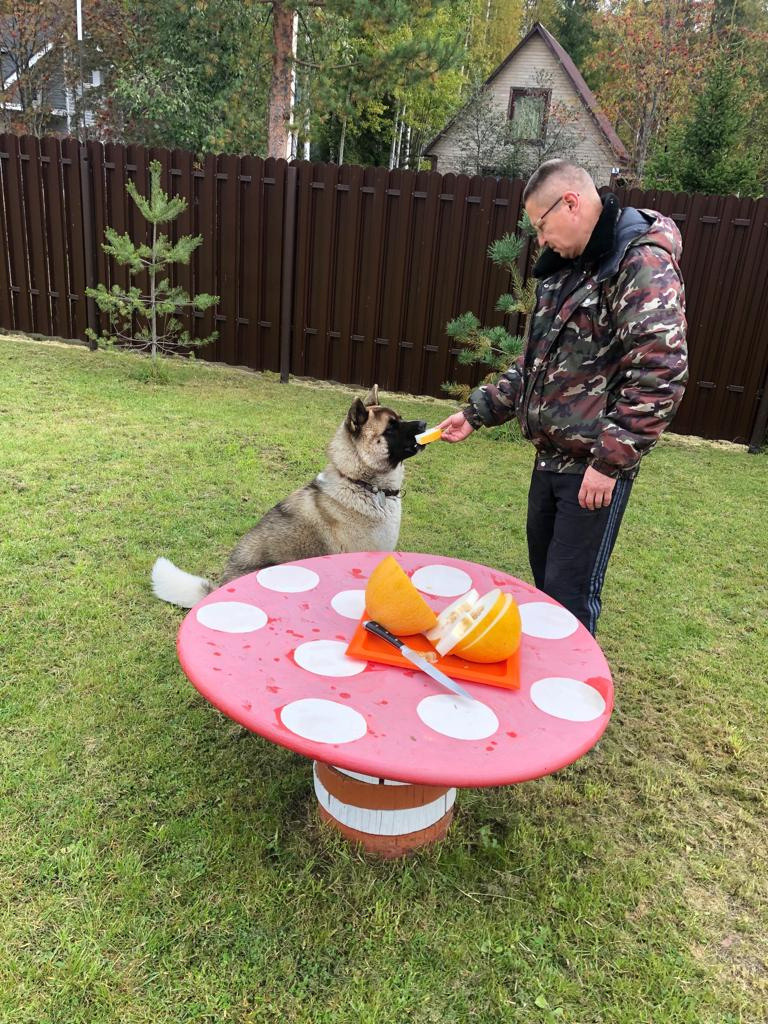 RUBYLIGHT BISHAMON * Тиль. AMERICAN AKITA RUBYLIGHT KENNEL I SHIBA-INU