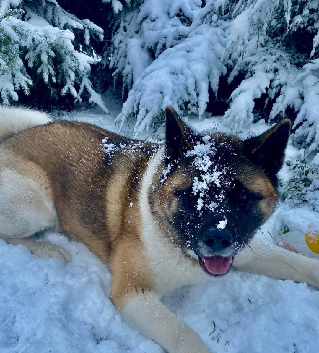 Американская акита питомник RUBYLIGHT. Американская акита I Сиба ину I Питомник RUBYLIGHT