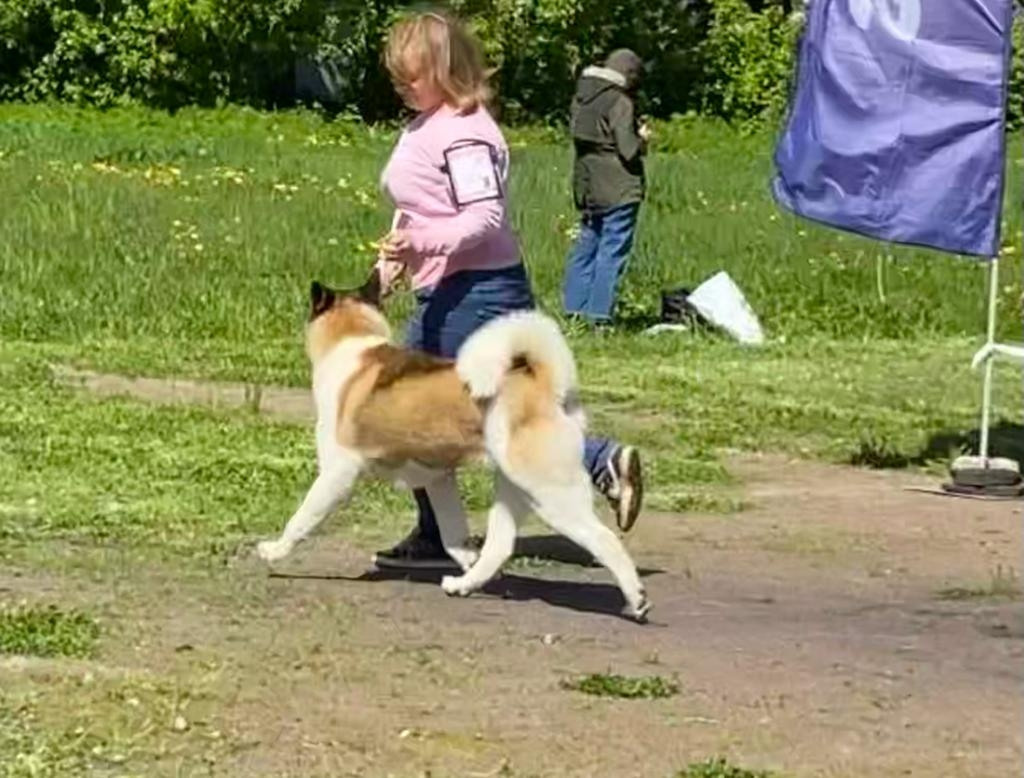 Американская акита питомник RUBYLIGHT. Американская акита I Сиба ину I Питомник RUBYLIGHT