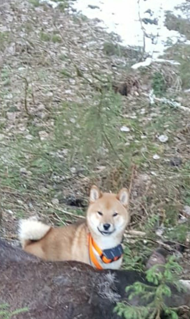 RUBYLIGHT DEXTER. AMERICAN AKITA RUBYLIGHT KENNEL I SHIBA-INU