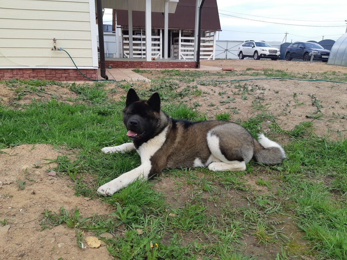 RUBYLIGHT GARRY * Гарри. AMERICAN AKITA RUBYLIGHT KENNEL I SHIBA-INU