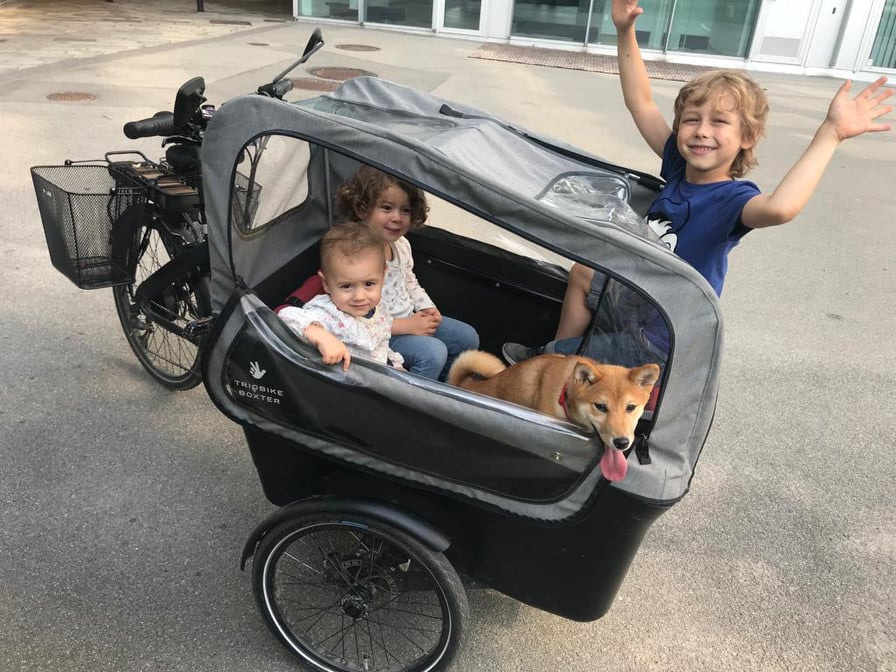 RUBYLIGHT Judy. AMERICAN AKITA RUBYLIGHT KENNEL I SHIBA-INU