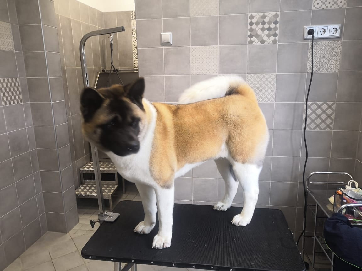 Американская акита питомник RUBYLIGHT. Американская акита I Сиба ину I Питомник RUBYLIGHT