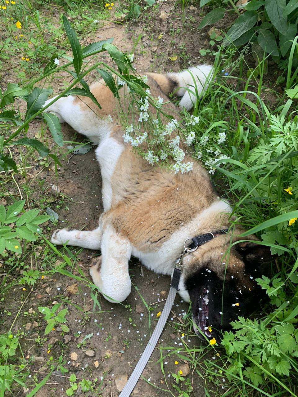 Американская акита питомник RUBYLIGHT. Американская акита I Сиба ину I Питомник RUBYLIGHT