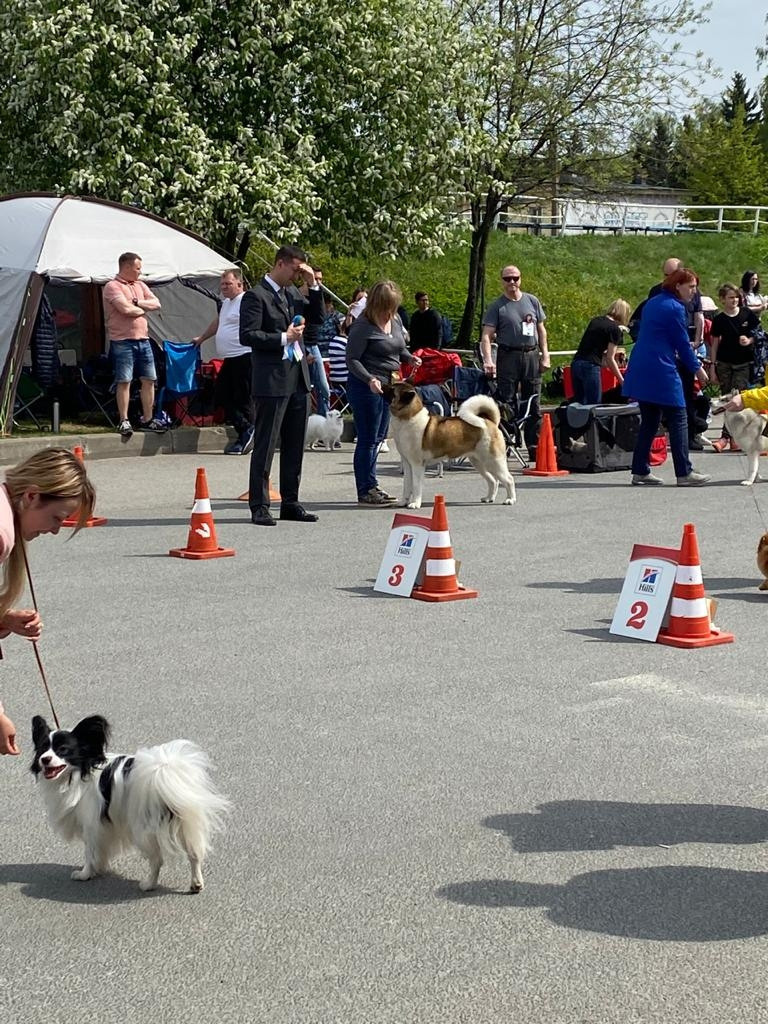 Американская акита питомник RUBYLIGHT. Американская акита I Сиба ину I Питомник RUBYLIGHT