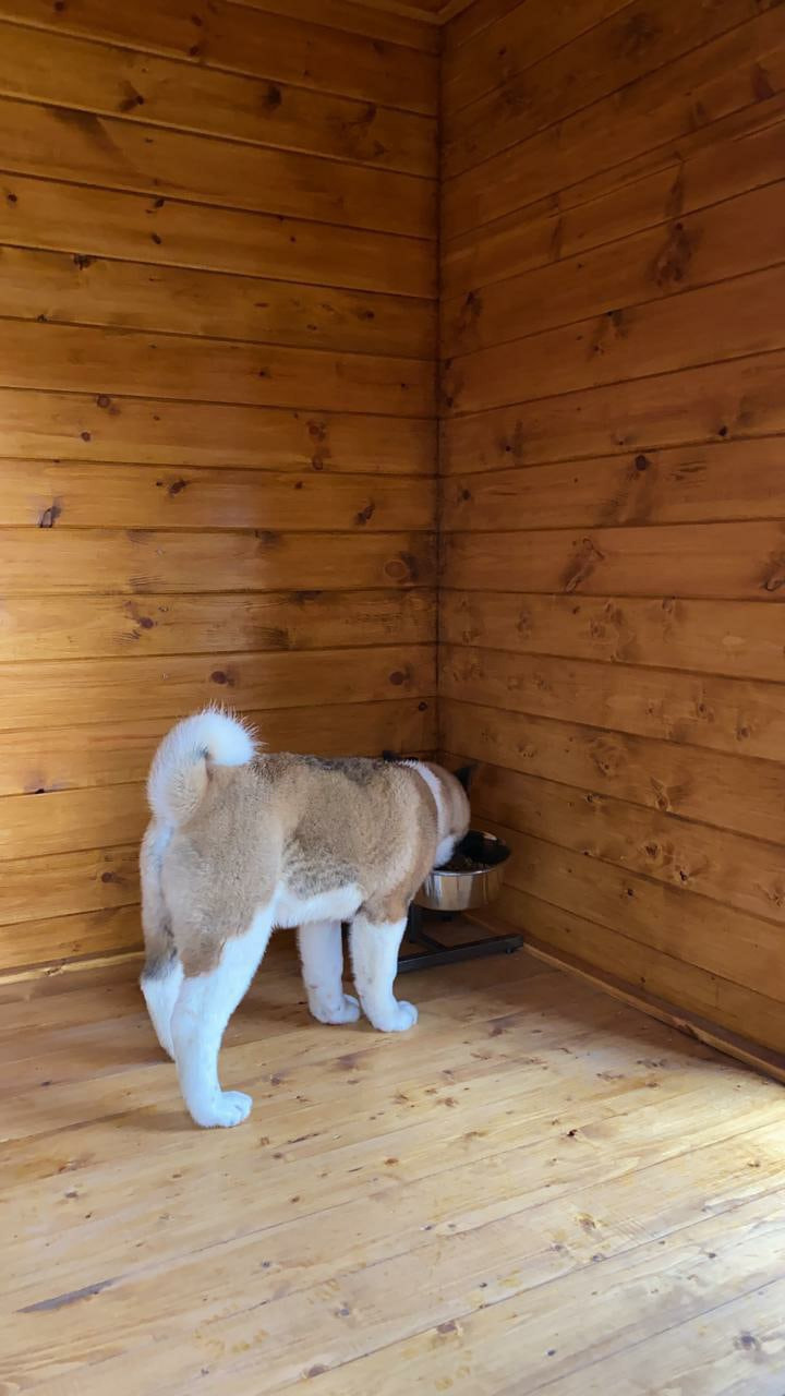 Американская акита питомник RUBYLIGHT. Американская акита I Сиба ину I Питомник RUBYLIGHT