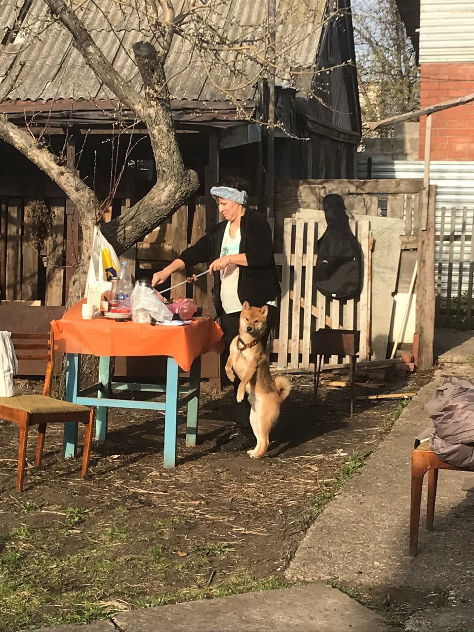 RUBYLIGHT DIN WINCHESTER. AMERICAN AKITA RUBYLIGHT KENNEL I SHIBA-INU