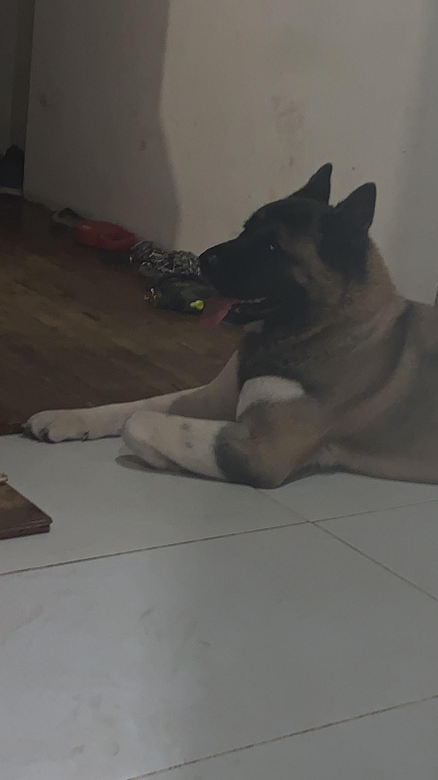 Американская акита питомник RUBYLIGHT. Американская акита I Сиба ину I Питомник RUBYLIGHT