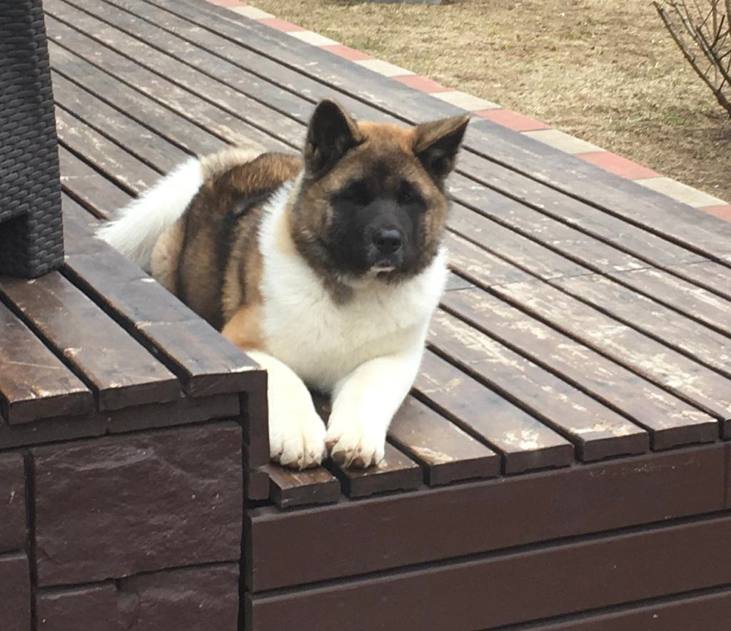 Американская акита питомник RUBYLIGHT. Американская акита I Сиба ину I Питомник RUBYLIGHT