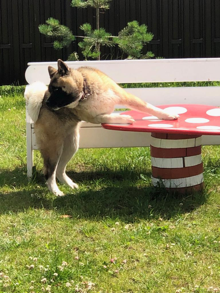 RUBYLIGHT BISHAMON * Тиль. AMERICAN AKITA RUBYLIGHT KENNEL I SHIBA-INU