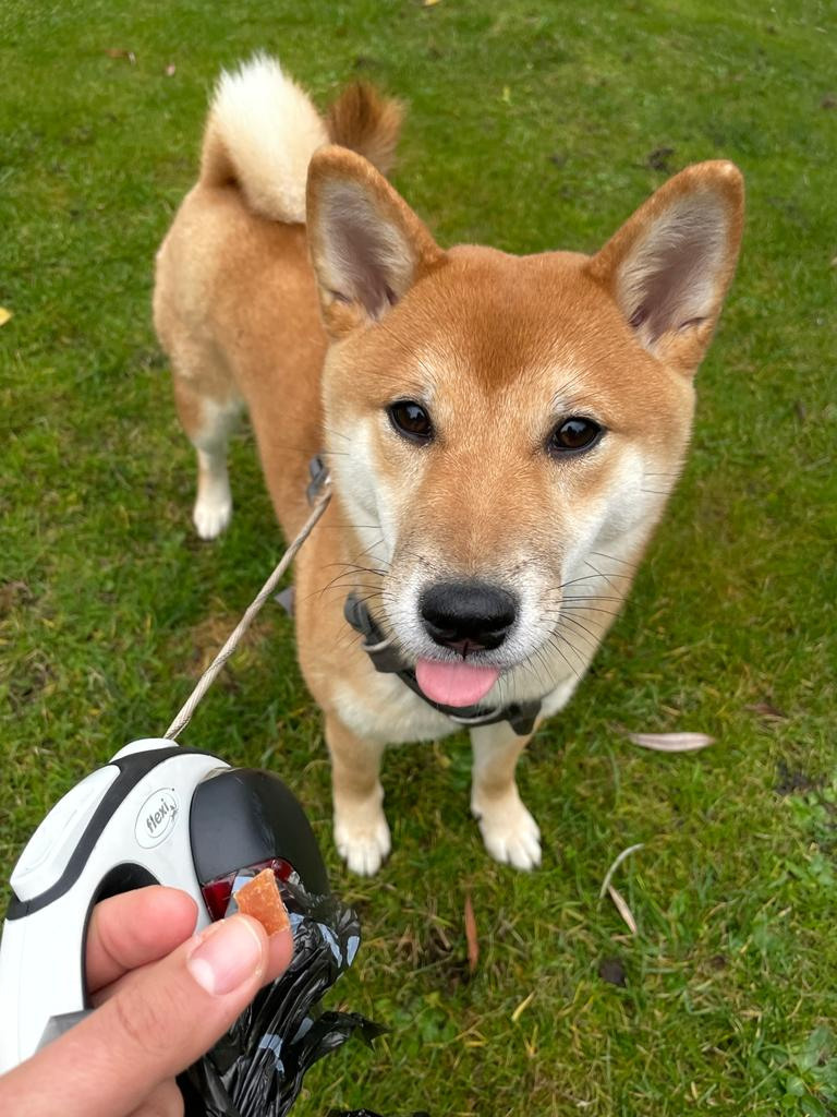 RUBYLIGHT Judy. AMERICAN AKITA RUBYLIGHT KENNEL I SHIBA-INU