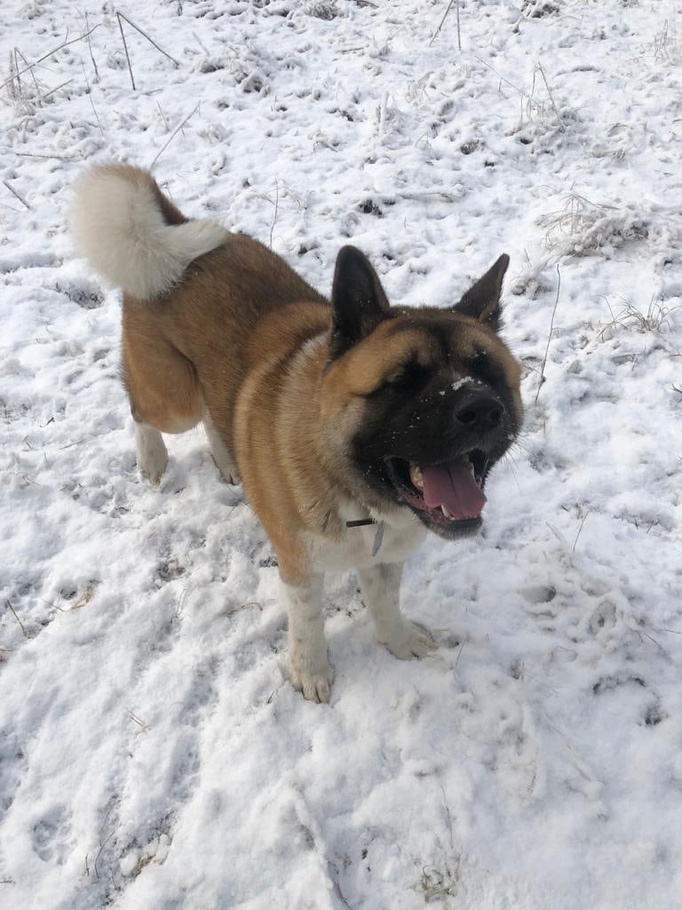 RUBYLIGHT BISHAMON * Тиль. AMERICAN AKITA RUBYLIGHT KENNEL I SHIBA-INU