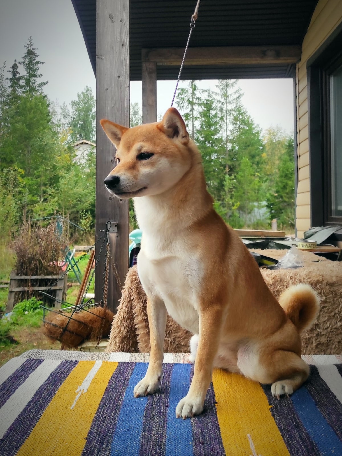 Ясная * IMPERIYA ELENSVETA ASTA LA VISTA, Санкт-Петербург, RUBYLIGHT kennel