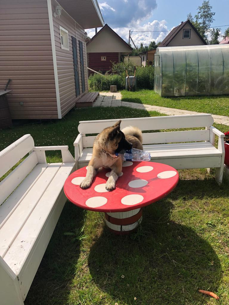 RUBYLIGHT BISHAMON * Тиль. AMERICAN AKITA RUBYLIGHT KENNEL I SHIBA-INU