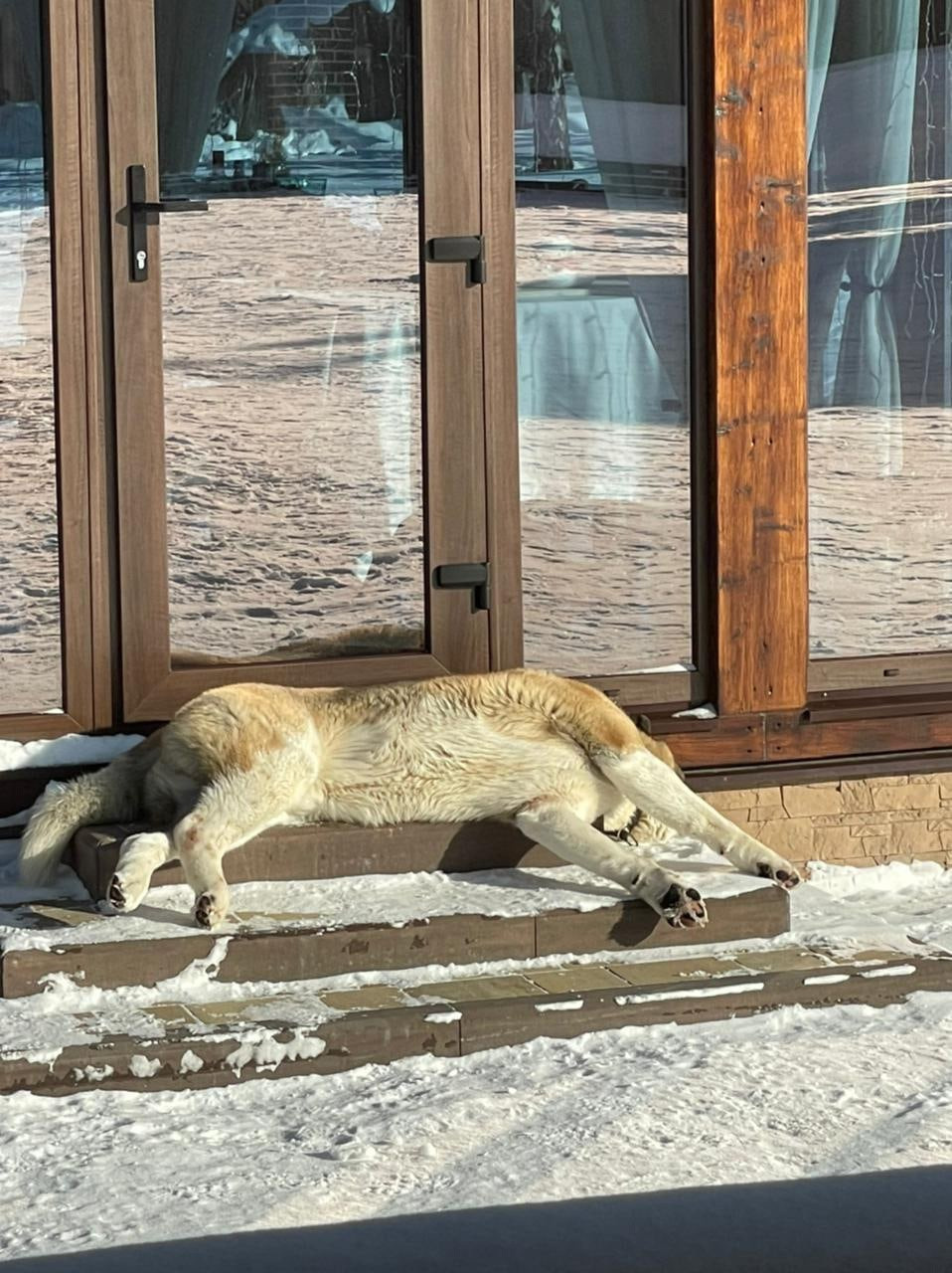 Американская акита питомник RUBYLIGHT. Американская акита I Сиба ину I Питомник RUBYLIGHT