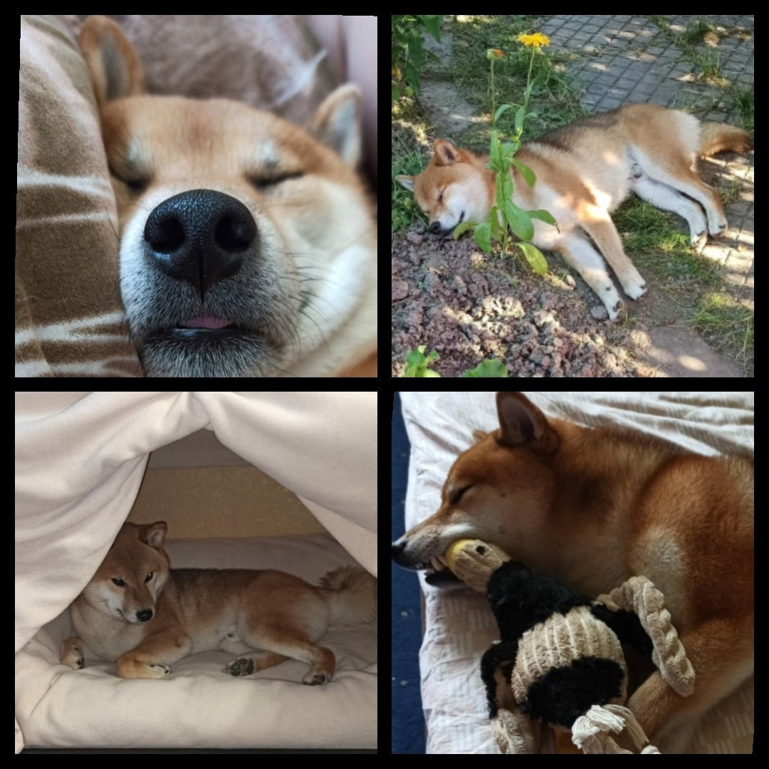 Сиба питомник RUBYLIGHT. Американская акита I Сиба ину I Питомник RUBYLIGHT