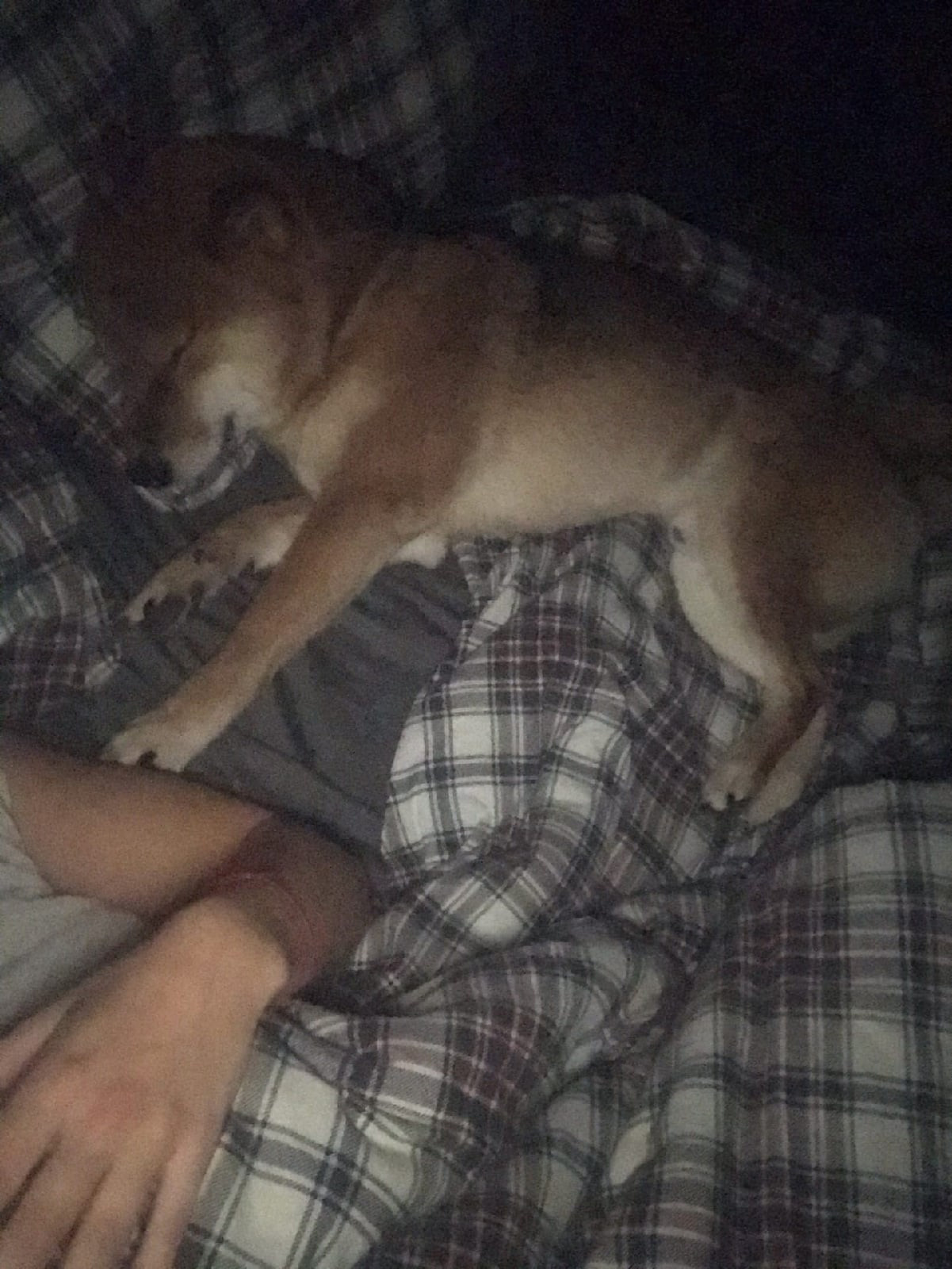 RUBYLIGHT DIN WINCHESTER. AMERICAN AKITA RUBYLIGHT KENNEL I SHIBA-INU