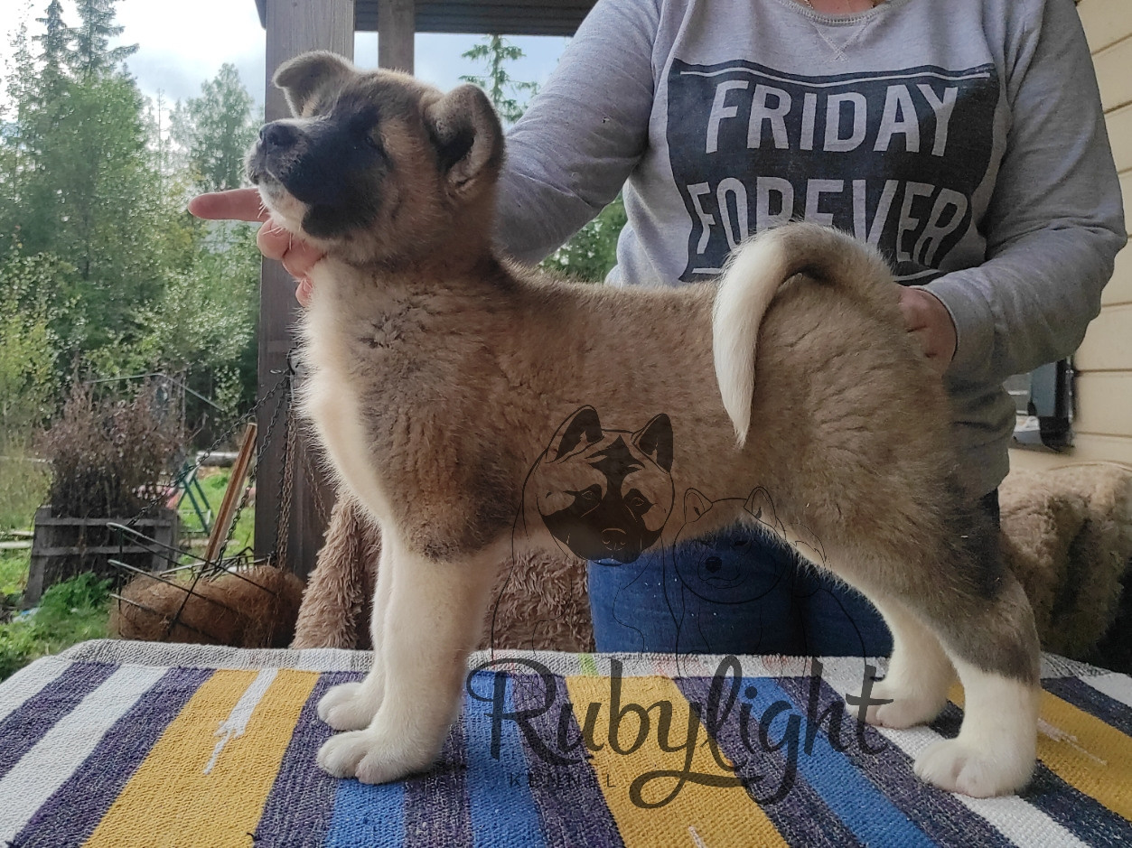 Американская акита питомник RUBYLIGHT. Американская акита I Сиба ину I Питомник RUBYLIGHT