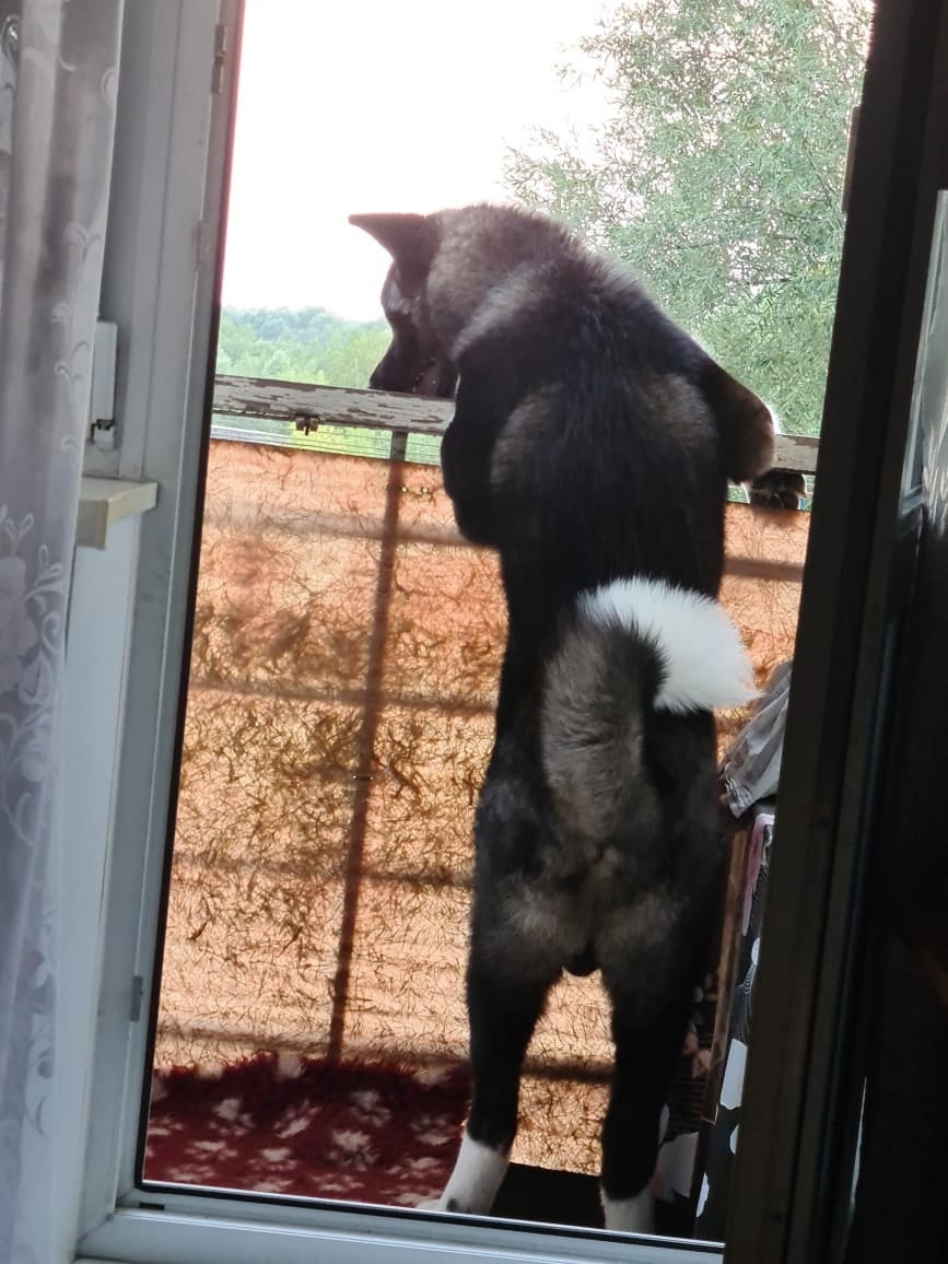 Rubylight Grom Американская акита питомник Рубилайт