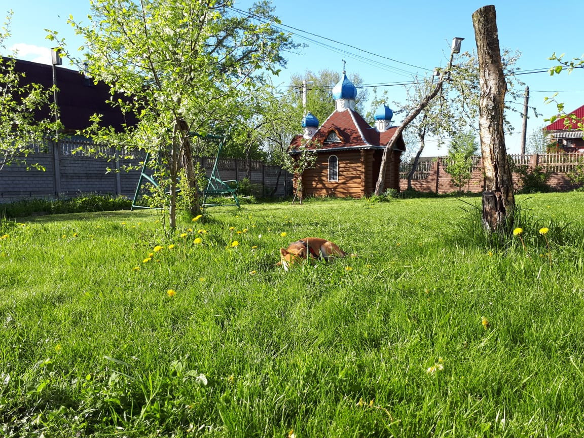 RUBYLIGHT DOLL * Долька (Отец: Хиро * HANDZIMEMESITE HIRO , Мать: Дэва * ZOLOTO PARTII DEVANA GODDESS OF HUNT) сиба