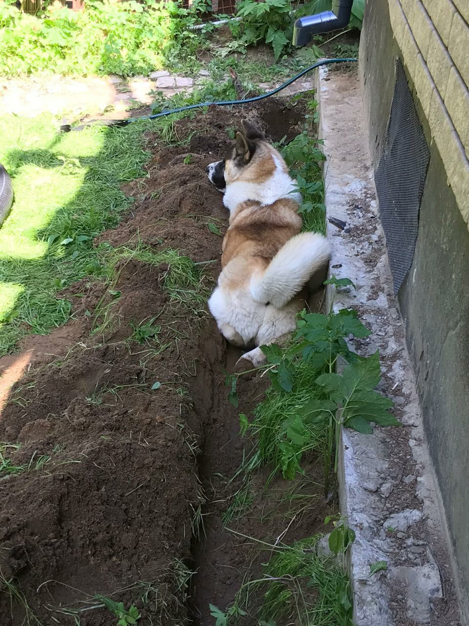 RUBYLIGHT EGEVIKA. AMERICAN AKITA RUBYLIGHT KENNEL I SHIBA-INU