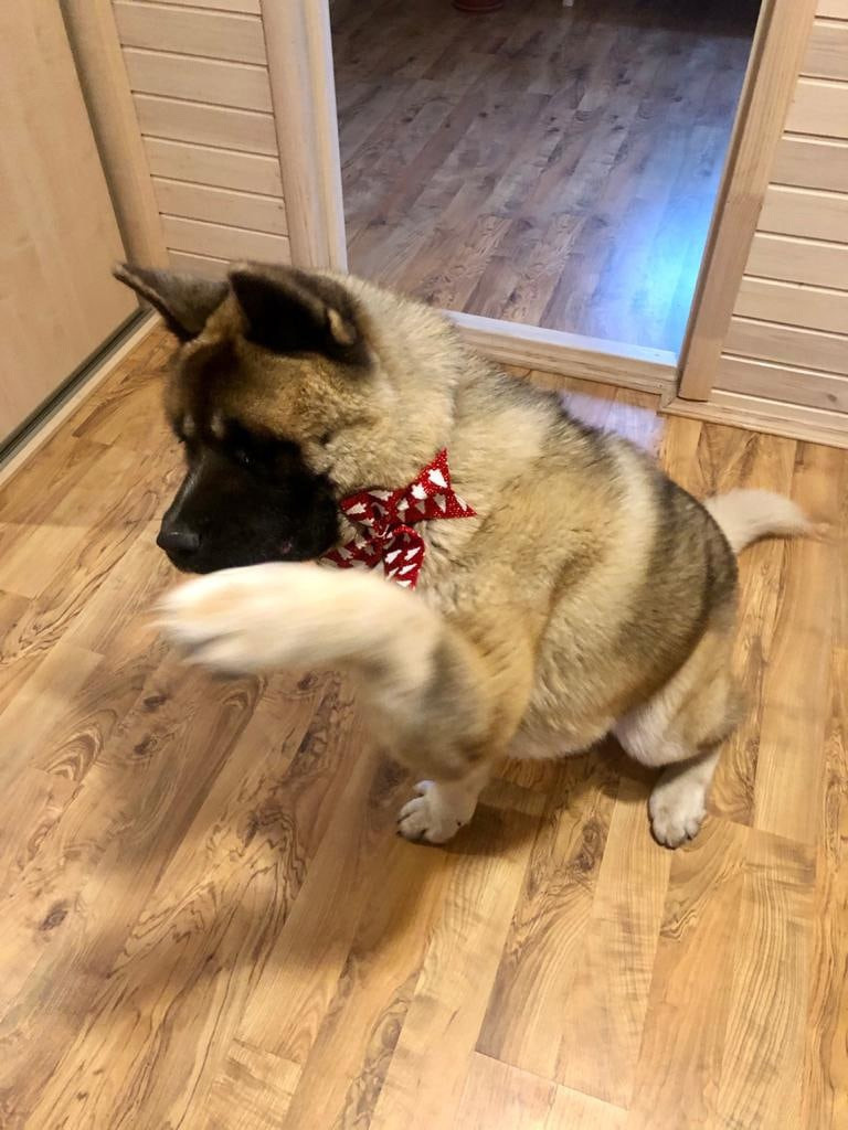 RUBYLIGHT BISHAMON * Тиль. AMERICAN AKITA RUBYLIGHT KENNEL I SHIBA-INU