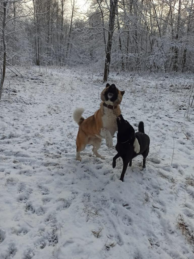 RUBYLIGHT BISHAMON * Тиль. AMERICAN AKITA RUBYLIGHT KENNEL I SHIBA-INU