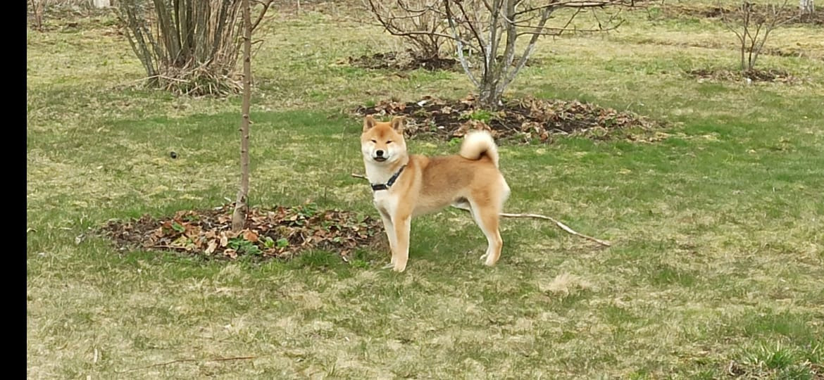 Сиба питомник RUBYLIGHT. Американская акита I Сиба ину I Питомник RUBYLIGHT