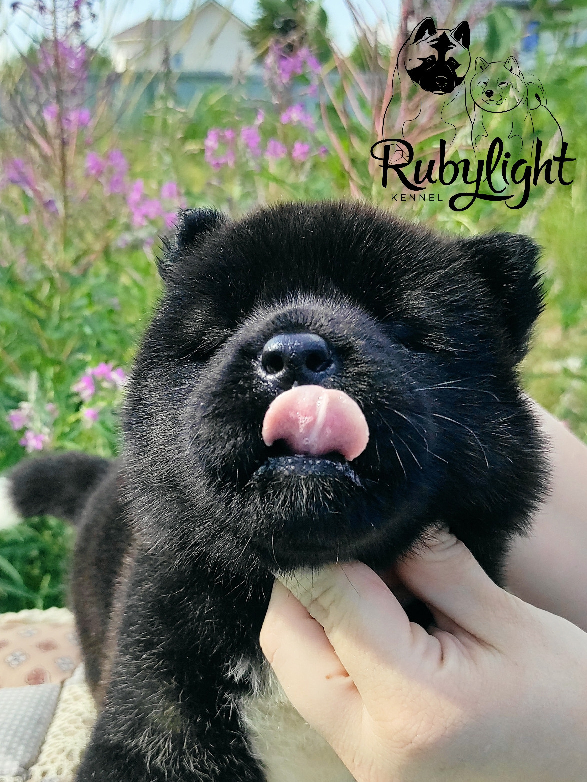 RUBYLIGHT Kitana. AMERICAN AKITA RUBYLIGHT KENNEL I SHIBA-INU