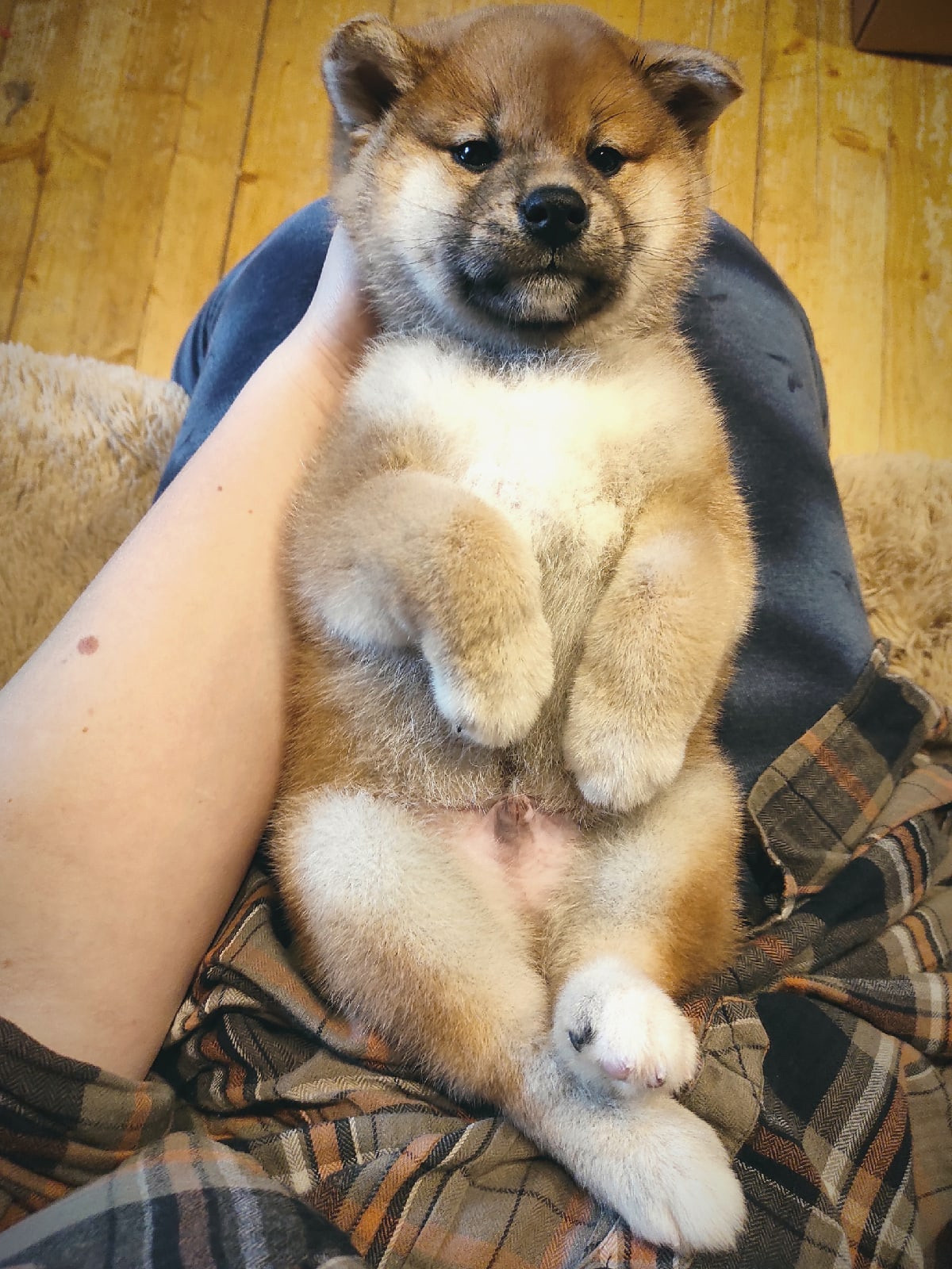 RUBYLIGHT IRON. AMERICAN AKITA RUBYLIGHT KENNEL I SHIBA-INU