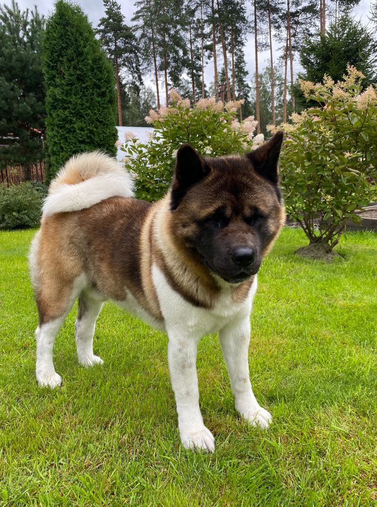 АМЕРИКАНСКАЯ АКИТА. Американская акита I Сиба ину I Питомник RUBYLIGHT