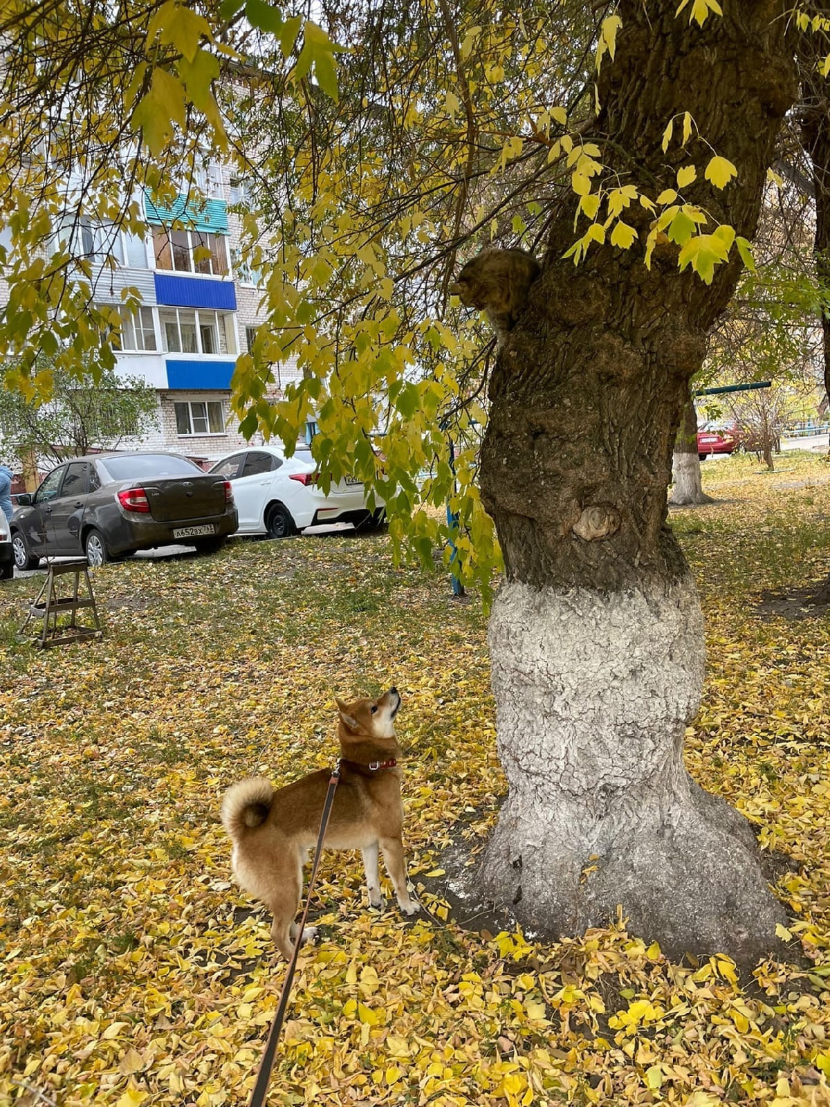 RUBYLIGHT DIN WINCHESTER. AMERICAN AKITA RUBYLIGHT KENNEL I SHIBA-INU