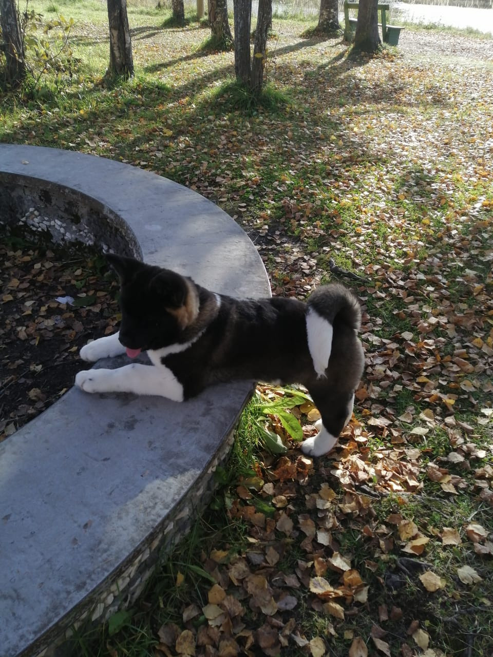 Американская акита питомник RUBYLIGHT. Американская акита I Сиба ину I Питомник RUBYLIGHT