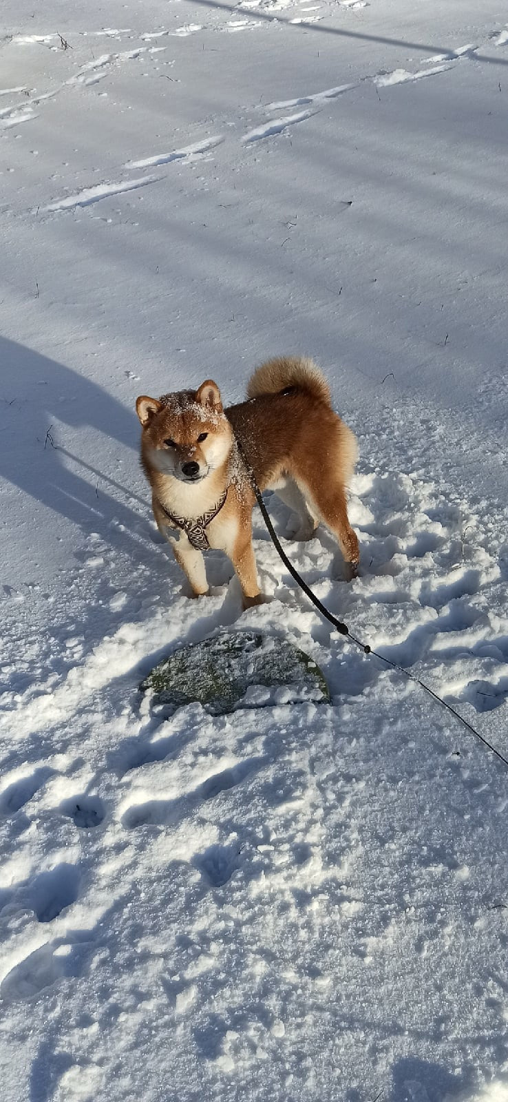 Сиба питомник RUBYLIGHT. Американская акита I Сиба ину I Питомник RUBYLIGHT