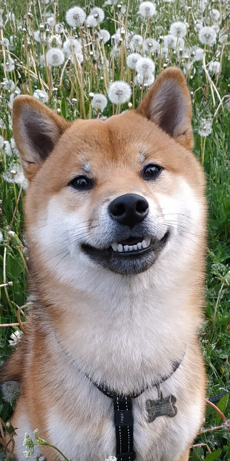 Сиба питомник RUBYLIGHT. Американская акита I Сиба ину I Питомник RUBYLIGHT