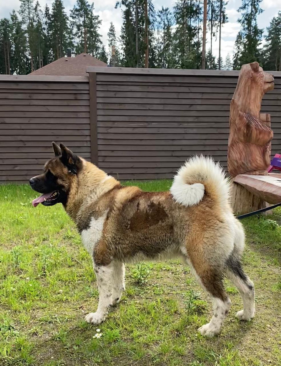 АМЕРИКАНСКАЯ АКИТА. Американская акита I Сиба ину I Питомник RUBYLIGHT