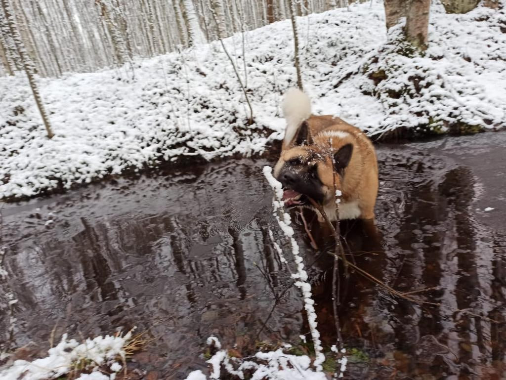 RUBYLIGHT BISHAMON * Тиль. AMERICAN AKITA RUBYLIGHT KENNEL I SHIBA-INU