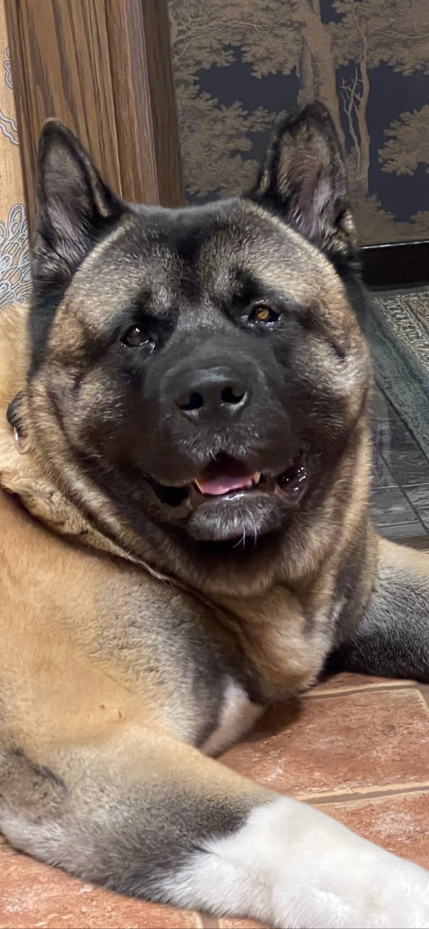 RUBYLIGHT AMARETTO. AMERICAN AKITA RUBYLIGHT KENNEL I SHIBA-INU