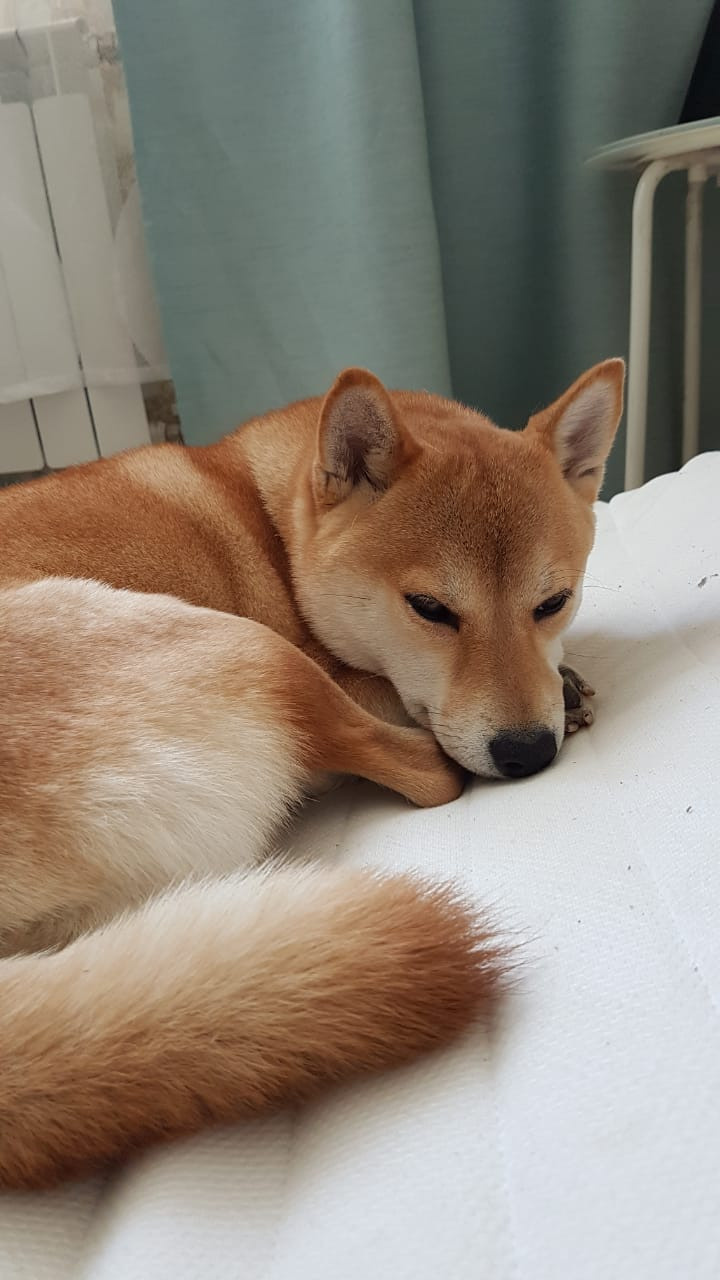 Ясная * IMPERIYA ELENSVETA ASTA LA VISTA, Санкт-Петербург, RUBYLIGHT kennel