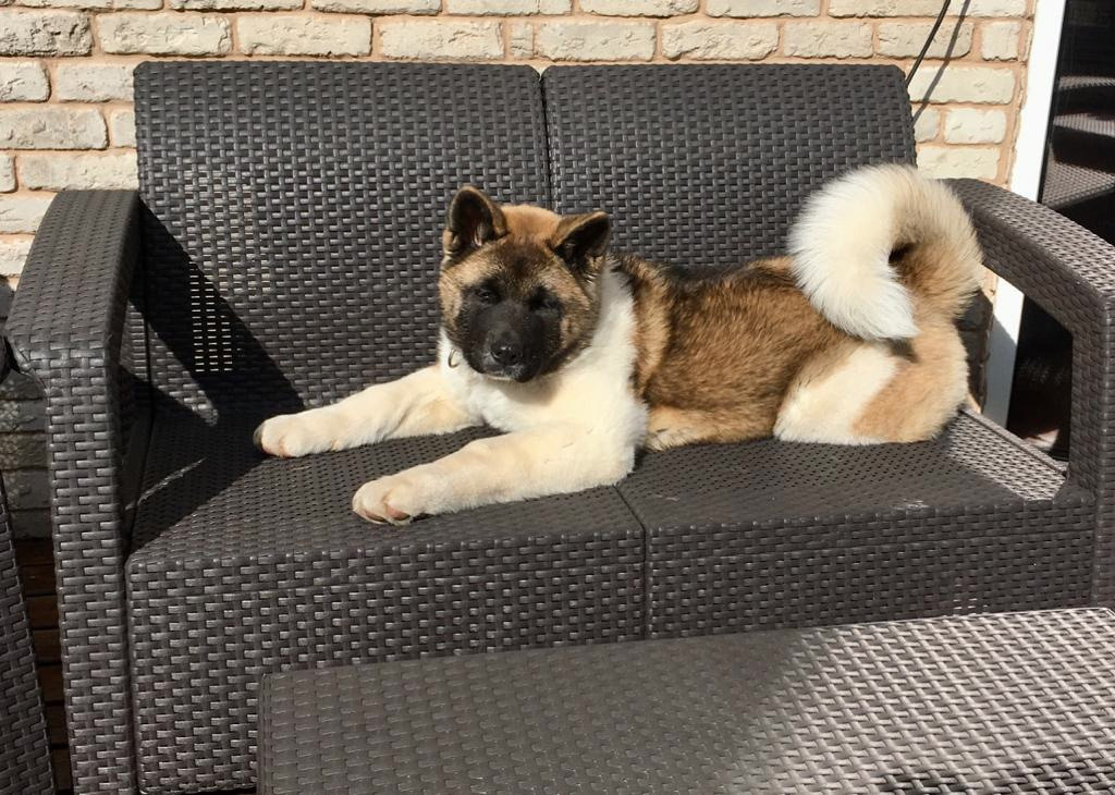 Американская акита питомник RUBYLIGHT. Американская акита I Сиба ину I Питомник RUBYLIGHT