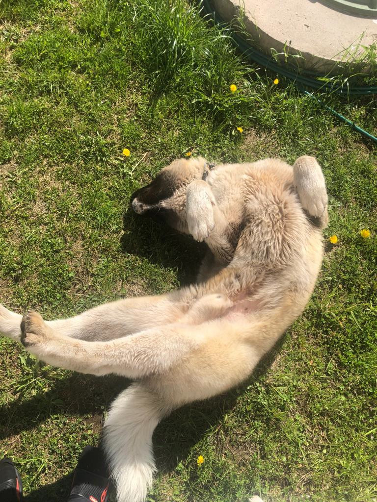 RUBYLIGHT BISHAMON * Тиль. AMERICAN AKITA RUBYLIGHT KENNEL I SHIBA-INU