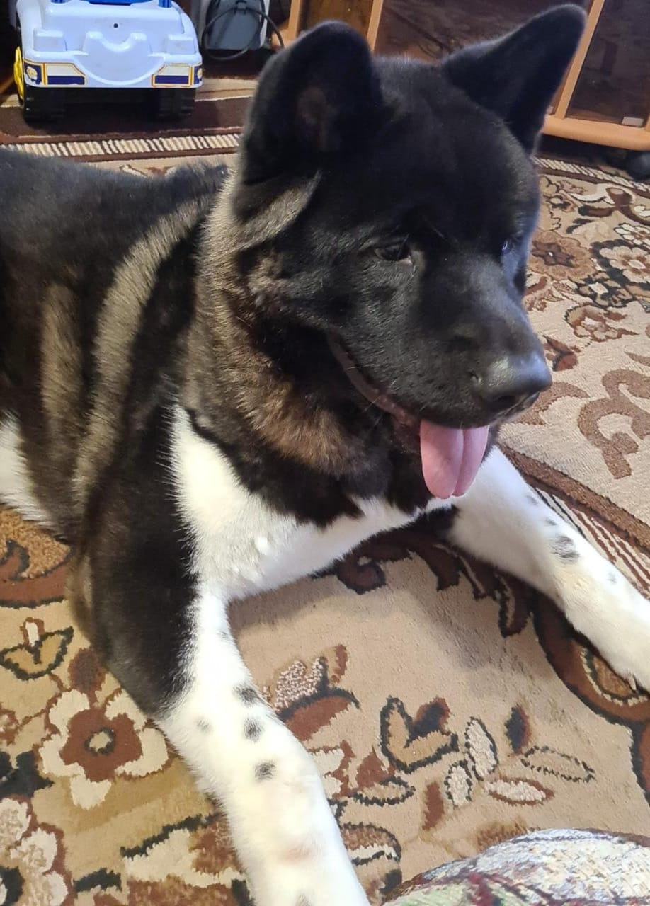 Rubylight Grom Американская акита питомник Рубилайт