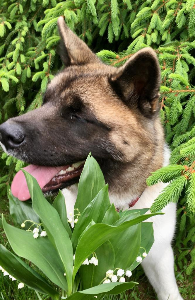 Американская акита питомник RUBYLIGHT. Американская акита I Сиба ину I Питомник RUBYLIGHT